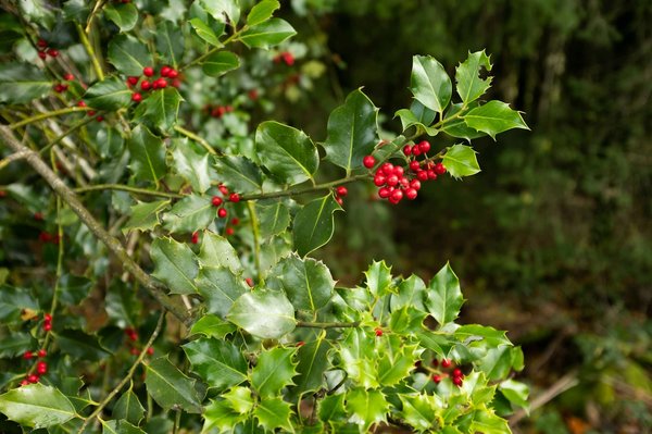 Quels sont les meilleurs arbustes pour un jardin de ville résistant à la pollution?